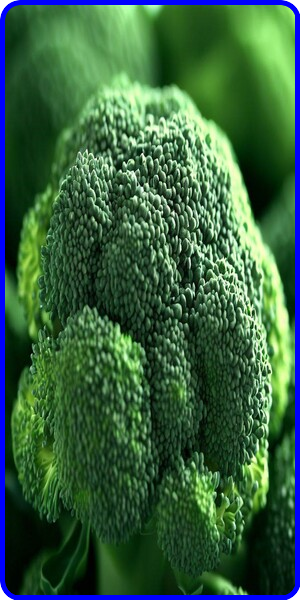 Grow Broccoli in Your Survival Garden